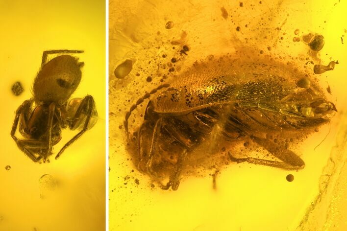 Fossil Beetle (Coleoptera) & Spider (Aranea) In Baltic Amber #123413